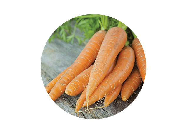 Karotten bei Windeldermatitis & Ernährung 